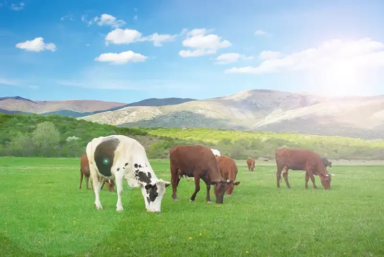 ¿Por qué dos días con la misma temperatura pueden afectar de forma diferente a los animales?