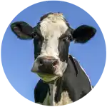 CowCircle